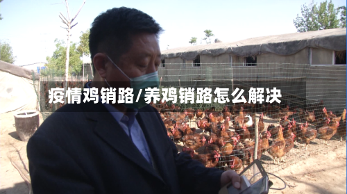 疫情鸡销路/养鸡销路怎么解决-第2张图片